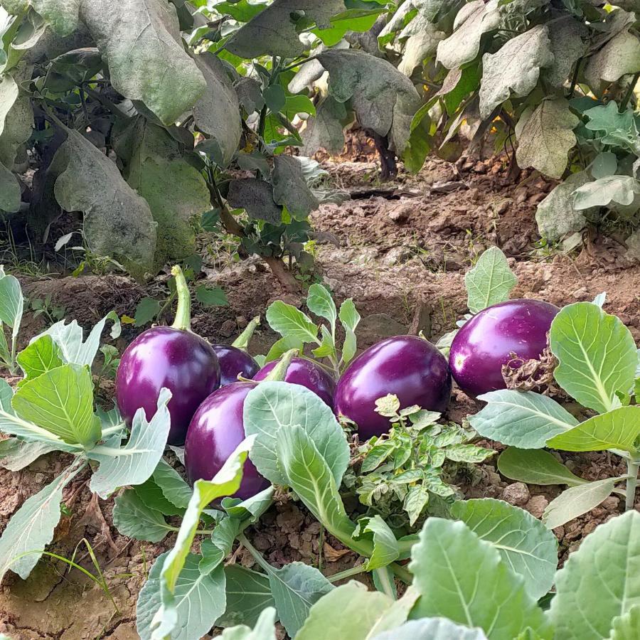 Royal Farm Bharatpur Apartment Luaran gambar